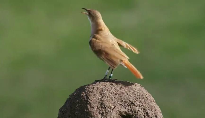 八哥视频高清在线观看_八哥电视免费高清视频_想看八哥影视